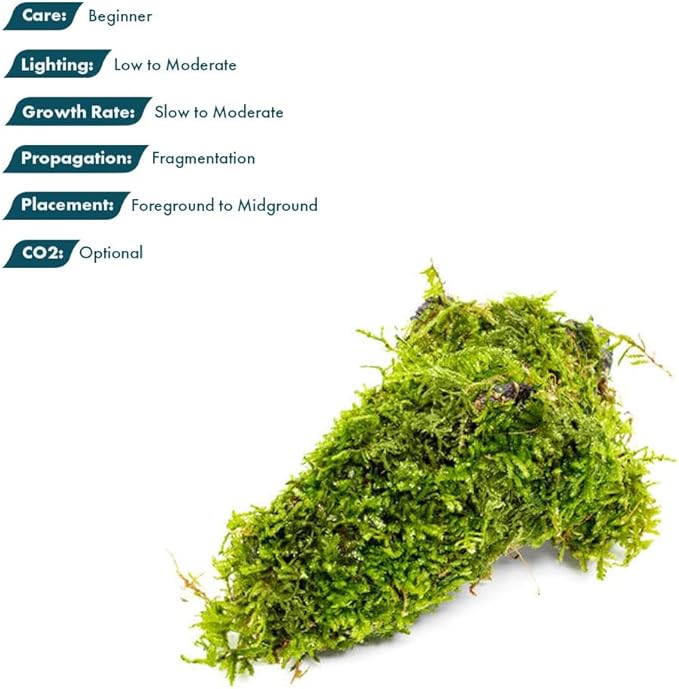 SubstrateSource Live Planted Decor - Christmas Moss (Vesicularia montagnei) on Driftwood - Low Light, Green Accent Freshwater Aquatic Plant, Foreground Aquarium Placement for Aquascaping - 1 Pack