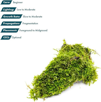 SubstrateSource Live Planted Decor - Christmas Moss (Vesicularia montagnei) on Driftwood - Low Light, Green Accent Freshwater Aquatic Plant, Foreground Aquarium Placement for Aquascaping - 1 Pack