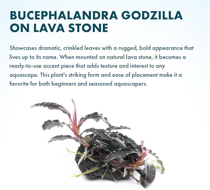 SubstrateSource Live Planted Decor - Bucephalandra Godzilla (Bucephalandra sp.) on Lava Stone (Framed) - Dark Green Leaves with Ruffled Edges Aquatic Plant, Low to Medium Light for Aquascaping, 1 Pack