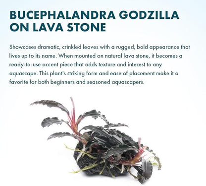 SubstrateSource Live Planted Decor - Bucephalandra Godzilla (Bucephalandra sp.) on Lava Stone (Framed) - Dark Green Leaves with Ruffled Edges Aquatic Plant, Low to Medium Light for Aquascaping, 1 Pack