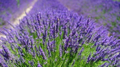 Premium Lavender Potting Soil by Gardenera - Unlock The Full Potential of Your Lavender Plants - 5 QUARTS