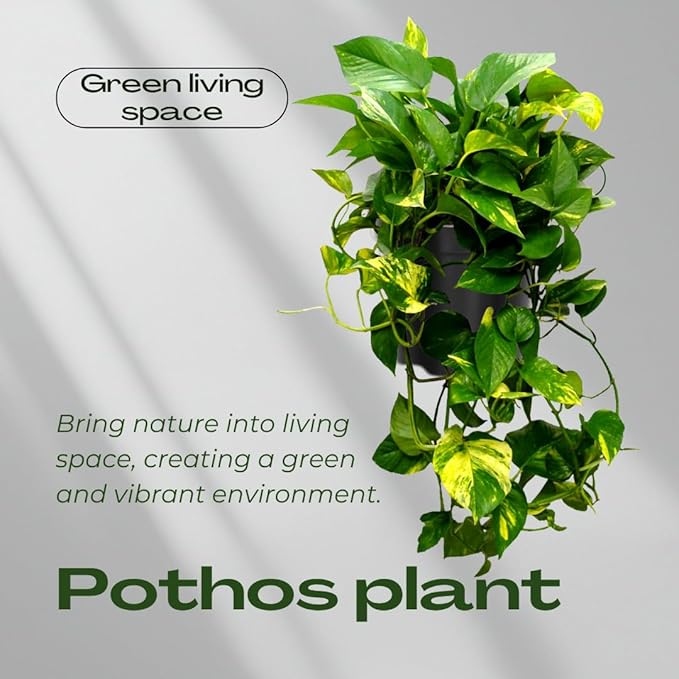 3 Mix Pothos Live Plants, Live Pothos Plant, 3 to 5 Inc Tall, Indoor House Plants Vine Outdoor, Hanging Basket, 4 Inc Potted