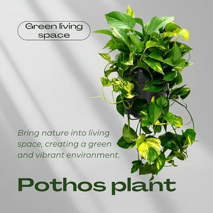 3 Mix Pothos Live Plants, Live Pothos Plant, 3 to 5 Inc Tall, Indoor House Plants Vine Outdoor, Hanging Basket, 4 Inc Potted