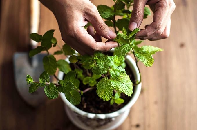 Gardenera Premium Spearmint Plant Potting Mix - Crafted for Thriving Spearmint Growth and Refreshing Aroma - 1 Quart