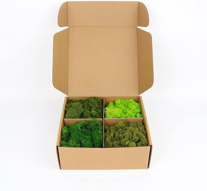 Amoueterno Preserved Moss 4 Color Reindeer Moss,Total 14OZ Each Color 3.5OZ, Natural Real Green Moss DIY Kit Moss Crafts Art Wall Decor Florist Decor Forest Green/Yellow Green/Leaves Green/Grass Gree