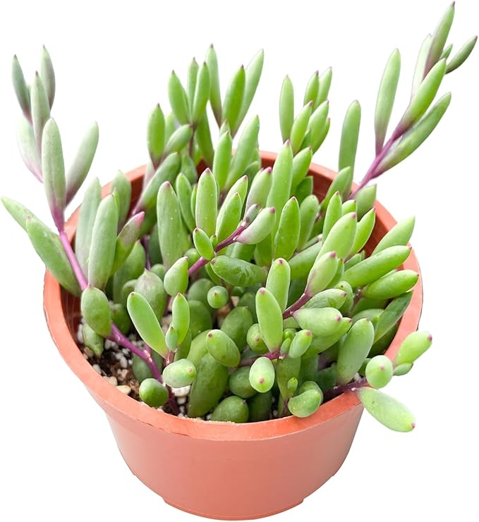 Live Succulent Plants Othonna Capensis Ruby Necklace, Rare Succulents Fully Rooted in 4" Pots with Soil, Easy-Care House Plant, Standard Packaging