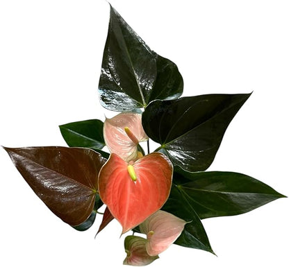 Pink Matata Anthurium (12"-14" Tall) Unique and Gorgeous Live Indoor Plant, Easy Care and Easy to Grow, Bloom Plant, 4 inch Pot (Rainbow Champ)