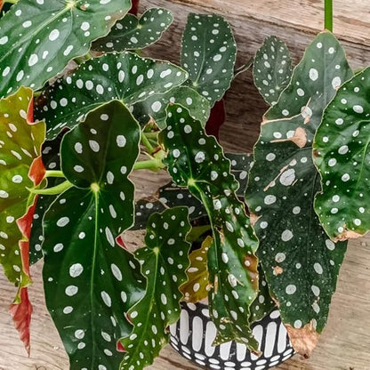 2 Begonia Live Plants Outdoor, Angel Wing Begonia Maculata Plants Live, 5-9" Tall, Ornamental Foliage Houseplant for Home or Office (Pink White Spot)