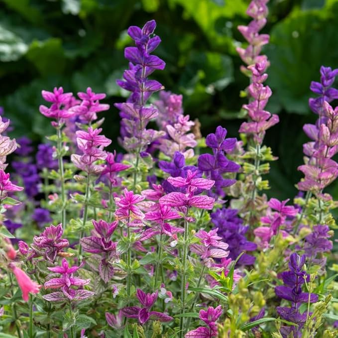 2 Vibrant Sage Salvia Live Plants, Fragrant Perennial Sage Plants Live for Spring Planting, Summer Planting, 5 to 10 Inches in Tall, (Mix)