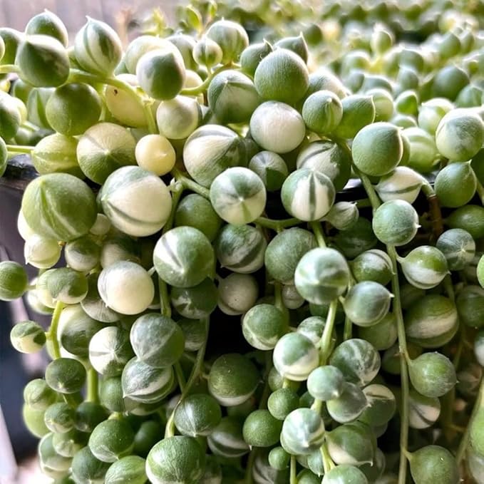 String of Pearls Plant Live Succulent 4 Inch Pot, Variegated String of Pearls Hanging Plant for Home Office Decor, Rare Succulent Trailing Vine, 4-7 Inch Tall