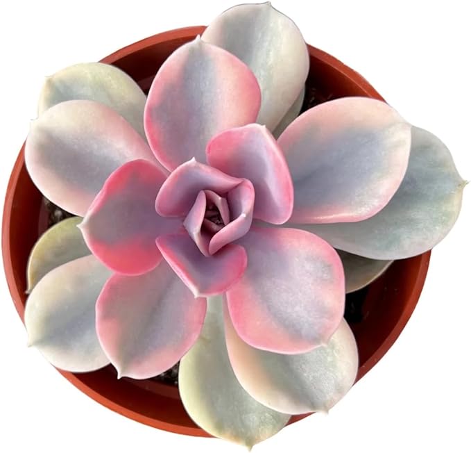Live Succulent Plants Echeveria 'Rainbow', Rare Succulents Fully Rooted in 4" Pots with Soil, Easy-Care House Plant, with Heat Pack for Winter Shipping