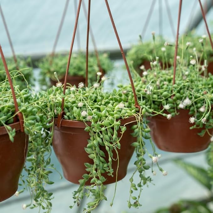 String of Pearls Plant Live for Indoor Outdoor Garden, String of Pearls Pot, Live String of Pearls Plant, Succulent Houseplants Decoration, Green String of Pearls, 2.5" Pot