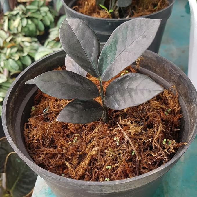 Black ZZ Plant Live in 6’’ Inch Pot | ZZ Plants Live House Plants with Rich Dark Leaves | Low-Maintenance Indoor Plant with Striking Dark Foliage | Perfect for Desks, Shelves & Living Spaces.