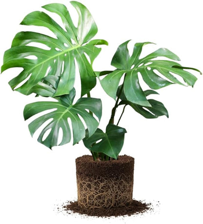 Live Monstera Deliciosa Plant, Swiss Cheese Philodendron House Plants, 4 Inch Pot for Planting