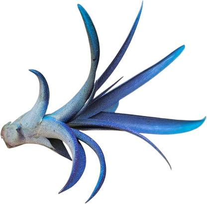 Rainforest Grown Capitata Amethyst Teal Enhanced Color Air Plant - Live Tillandsia - 5 to 8 inches - 30 Day Guarantee