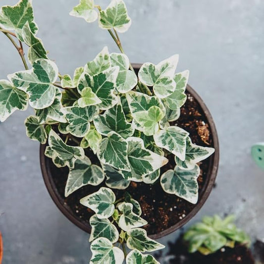 Live English Ivy Plant Indoor, Hardy English Ivy Plant, Variegated English Ivy Plant 4 Inc Pot for Gardening Indoor Outdoor