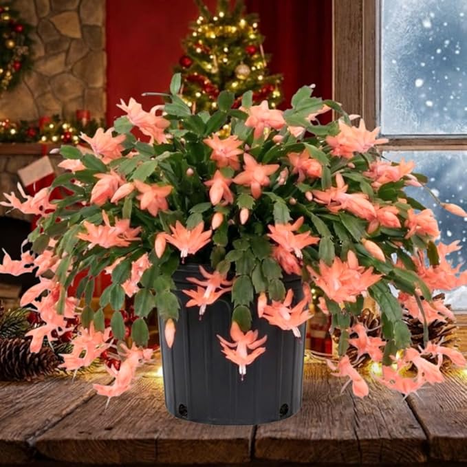 Peach Christmas Cactus Plants Live in 4 Inch Pot, Perennial Christmas Thanksgiving Cactus Plants Potted, Vibrant Flower Holiday Houseplant Indoors Outdoors