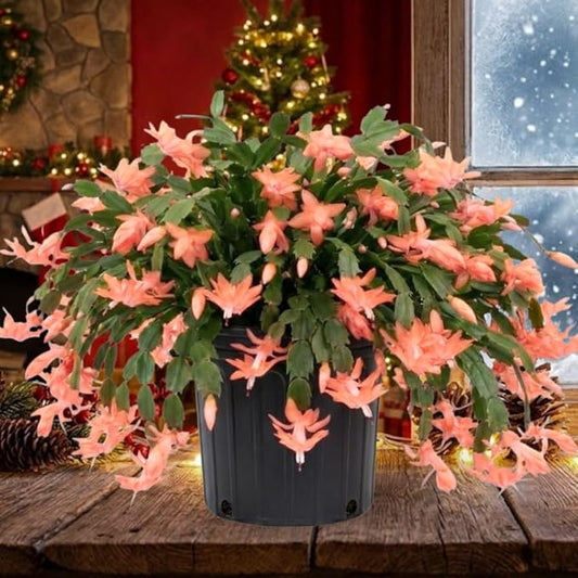 Peach Christmas Cactus Plants Live in 4 Inch Pot, Perennial Christmas Thanksgiving Cactus Plants Potted, Vibrant Flower Holiday Houseplant Indoors Outdoors