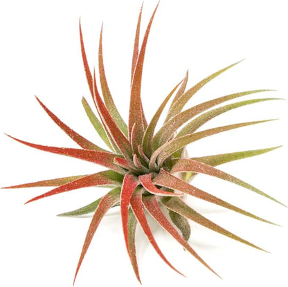 Red Colorful Tillandsia Air Plants - Long Lasting Color Enhanced Live Tillandsia Succulent House Plants - Home and Garden Decor - Easy Care Indoor/Outdoor Plants (Ionantha Rubra, Single)