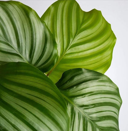 Calathea Orbifolia - 10 Live Plants in 4 Inch Pots - Calathea Orbifolia - Beautiful Easy to Grow Air Purifying Indoor Plant