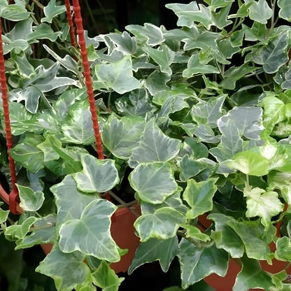 Gold English Ivy Live in 6 Inch Pot for Planting | Real English Ivy Live Plant | Trailing Plant & Climbing Vine | Easy Care House Plant | Real English Ivy Plants for Indoor & Outdoor Spaces