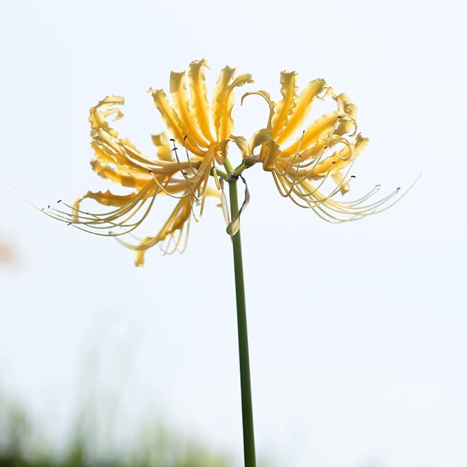 Easy to Grow Lycoris Yellow 'Spider Lily' Plant Bulbs (3 Pack) - Yellow Flowering Blooms in Summer to Fall Gardens