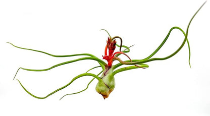 ragnaroc Air Plants - Flowering Tillandsia Bulbosa Belize, Giant 7-9" - 1ct - Live Arrival Guaranteed - House Plants for Home Decor & Gift
