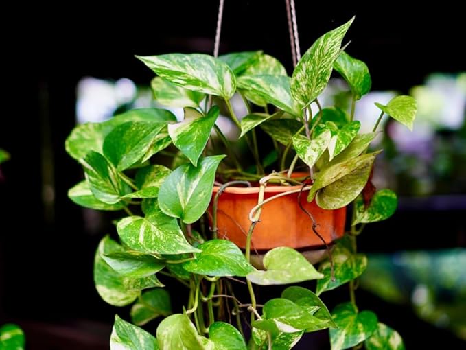 1 Golden Pothos, 1 Pearl & Jade Pothos - 2 Inch Potted and Rooted Plants - Great Indoor Plant - Air Purification - Easy Care