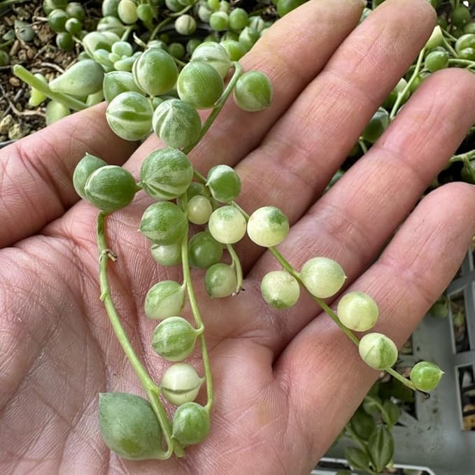 String of Pearls Plant Live 4 Inch Pot, Rare Succulents Plants in Hanging Baskets, Trailing Succulent Houseplant for Home Office (Variegated String of Pearls)