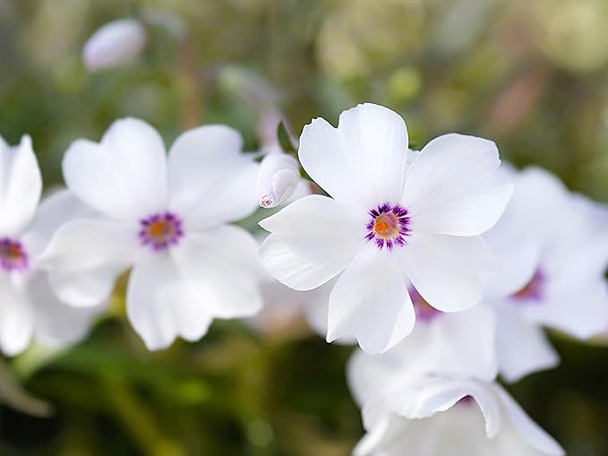 Greenwood Nursery: Live Ground-Cover Plants - Amazing Grace Creeping/Moss Phlox + Subulata - [Qty: 5X Pint Pots] - (Click for Other Available Plants/Quantities)
