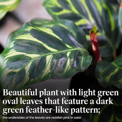 American Plant Exchange Live Calathea Makoyana – 6-Inch with Pot Cover – Pet-Friendly Tropical Houseplant with Patterned Leaves for Low Light Homes, Offices & Indoor Plant Décor