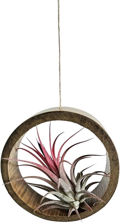 3 Piece Bamboo Air Plant Rings - Hang or Wall Mount. All Natural Unique Air Plant Holder - Small to Xtra Lrg Plants. (3pc Natural)
