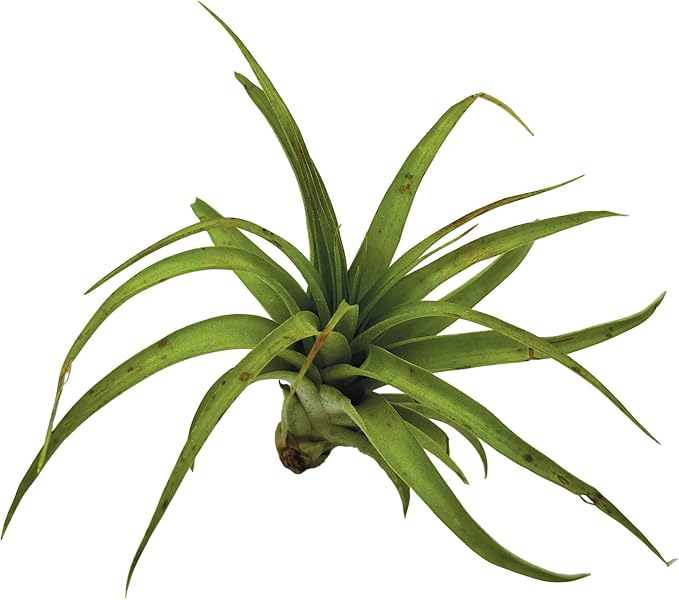 ragnaroc Air Plants - Tillandsia Brachycaulos Multiflora, Jumbo 5-7" - 2 ct - Live Arrival Guaranteed - House Plants for Home Decor & Gift