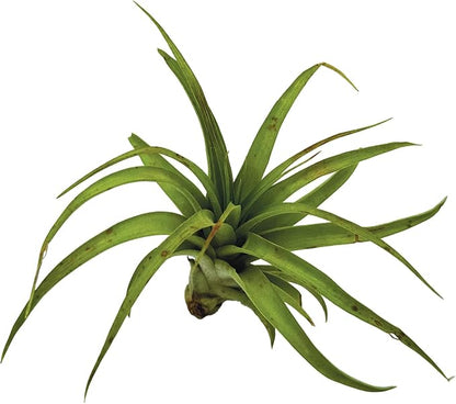 ragnaroc Air Plants - Tillandsia Brachycaulos Multiflora, Jumbo 5-7" - 2 ct - Live Arrival Guaranteed - House Plants for Home Decor & Gift
