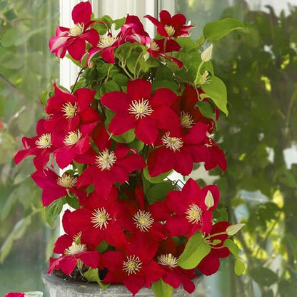 Red Clematis Vine Plant, Clematis Vine with Large Blooms Perennial, 2.5 Inc Pot for Outdoor Planting