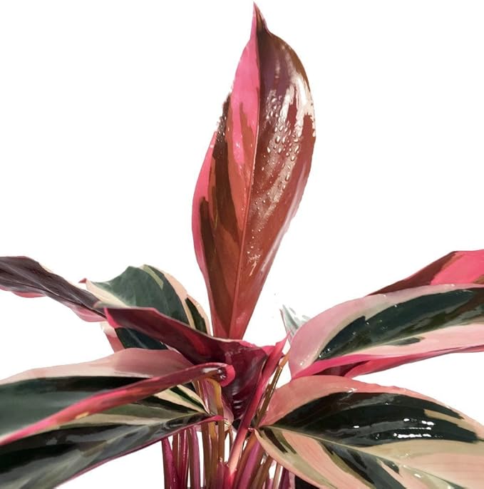 Tricolor Prayer Plant - Stromanthe triostar - 4" Pot - Live Plant