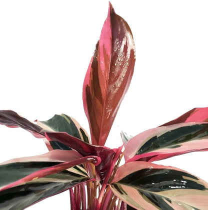 Tricolor Prayer Plant - Stromanthe triostar - 4" Pot - Live Plant