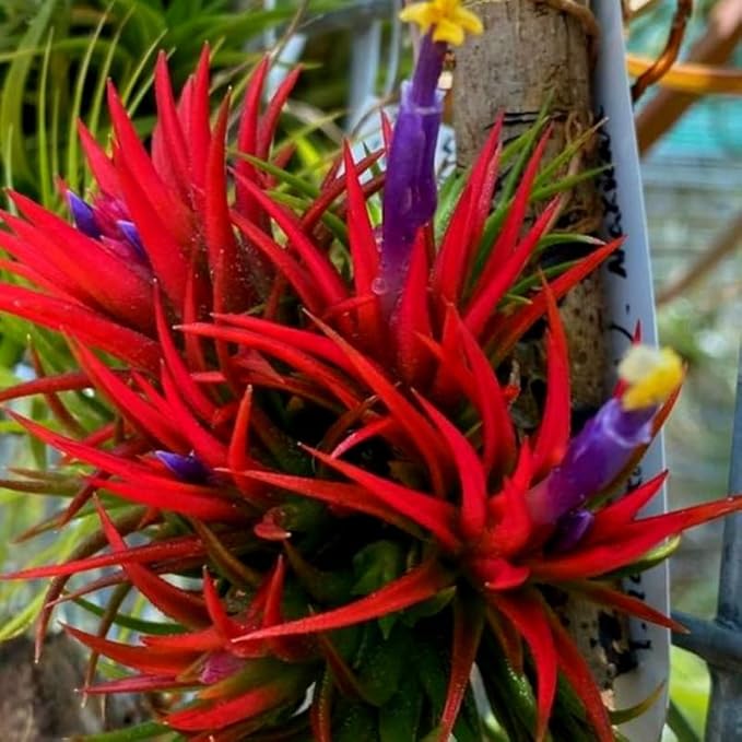 Air Plants Live Houseplants for Garden, 20 Tillandsia Air Plants Live, Purple Red Air Plant for Planting Gardening Outdoor, 2 to 3 Inc Long