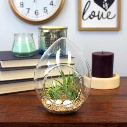 6-Inch Teardrop Glass Terrarium Complete Kit with 3 Live Tillandsia Air Plants, Colored Sand and Seashells (Beach Sand)