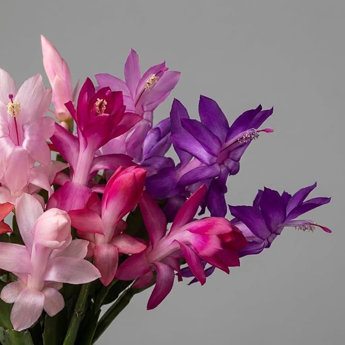 Christmas Cactus Live Plant 4 inch Pot, Christmas Flower Plant, Flower Succulents Plants, Holiday Christmas Cactus for Planting (Purple Christmas Cactus)