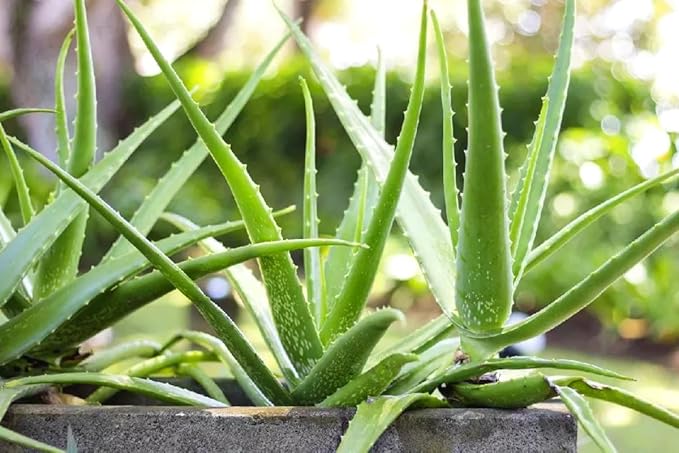 Aloe Vera Plant Live, 4 Inc Potted, Live Aloe Vera Plant Indoor, Succullent Plant Live