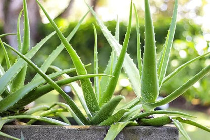 Aloe Vera Plant Live, 4 Inc Potted, Live Aloe Vera Plant Indoor, Succullent Plant Live