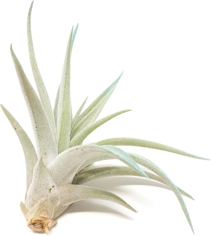 Light Blue Colorful Tillandsia Air Plants -Long Lasting Color Enhanced Live Tillandsia Succulent House Plants - Home and Garden Decor -Easy Care Indoor/Outdoor Plants (Harrisii, Pack of 3)