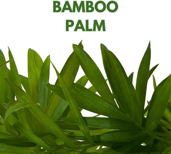 BubbleBlooms Neanthe Bella Palm 2 inch Set of 3 Chamaedorea elegans Bamboo Parlour Palm Tiny Mini Pixie Plants