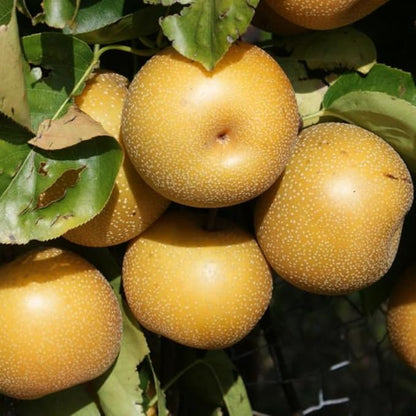Hosui Asian Pears Trees for Planting | 2.5–3 Ft Live Hosui Live Plant| Easy-Grow Edible Fruit Tree for Home Gardens & Patios | No Ship to CA,HI,AK