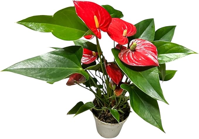 Red Anthurium (12"-14" Tall) Unique and Gorgeous Live Indoor Plant, Easy Care and Easy to Grow, Bloom Plant, 4 inch Pot
