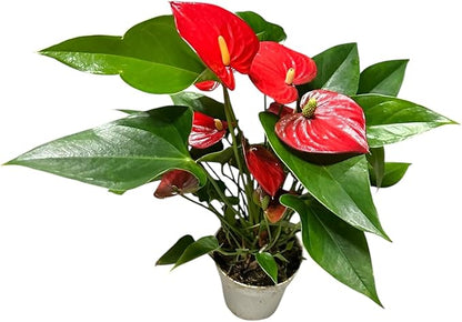 Red Anthurium (12"-14" Tall) Unique and Gorgeous Live Indoor Plant, Easy Care and Easy to Grow, Bloom Plant, 4 inch Pot