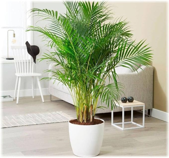 Seeds Parlor Palm Neanthe Bella Palm Chamaedorea Rare Perennial Tree