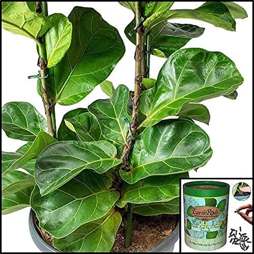 EarthPods® Fiddle Leaf Fig Plant Food Spikes – 100 Organic Fertilizer Capsules for Monstera, Ficus, Rubber Tree, Dracaena, Pothos, Calathea - Made in USA