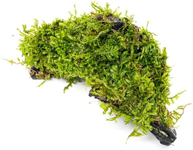 SubstrateSource Live Planted Decor - Christmas Moss (Vesicularia montagnei) on Driftwood - Low Light, Green Accent Freshwater Aquatic Plant, Foreground Aquarium Placement for Aquascaping - 1 Pack